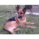 Zdjęcia użytkowników Samsung GT-S5230