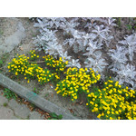 Zdjęcia użytkowników Samsung GT-S5230