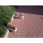 Zdjęcia użytkowników Samsung GT-S5230