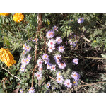 Zdjęcia użytkowników Samsung GT-S5230