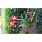 Zdjęcia użytkowników Samsung GT-S5260 Zdjęcia użytkowników Samsung GT-S5260