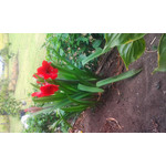 ZDJĘCIA Z TEGO TELEFONU