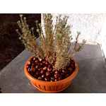 Zdjęcia użytkowników Samsung GT-S5330 Zdjęcia użytkowników Samsung GT-S5330