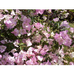 Zdjęcia użytkowników Samsung GT-S5360 Galaxy Y