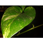 Zdjęcia użytkowników Samsung GT-S5610