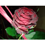 Zdjęcia użytkowników Samsung GT-S5610