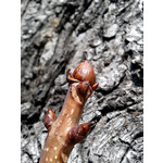 Zdjęcia użytkowników Samsung GT-S5610