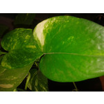 Zdjęcia użytkowników Samsung GT-S5610