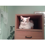 Zdjęcia użytkowników Samsung GT-S5610