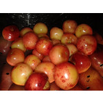 Zdjęcia użytkowników Samsung GT-S5610