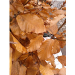 Zdjęcia użytkowników Samsung GT-S5610