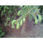 Zdjęcia użytkowników Samsung GT-S5690 Xcover Zdjęcia użytkowników Samsung GT-S5690 Xcover