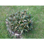 Zdjęcia użytkowników Samsung GT-S5690 Xcover Zdjęcia użytkowników Samsung GT-S5690 Xcover