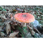 ZDJĘCIA Z TEGO TELEFONU