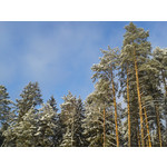 ZDJĘCIA Z TEGO TELEFONU