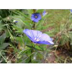 Zdjęcia użytkowników Samsung GT-S7330 Zdjęcia użytkowników Samsung GT-S7330