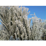 Zdjęcia użytkowników Samsung GT-S7330 Zdjęcia użytkowników Samsung GT-S7330