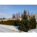 ZDJĘCIA Z TEGO TELEFONU