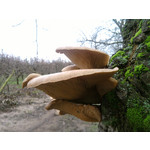 Zdjęcia użytkowników Samsung GT-S7330 Zdjęcia użytkowników Samsung GT-S7330