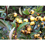 Zdjęcia użytkowników Samsung GT-S7330 Zdjęcia użytkowników Samsung GT-S7330