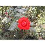 Zdjęcia użytkowników Samsung GT-S7330 Zdjęcia użytkowników Samsung GT-S7330