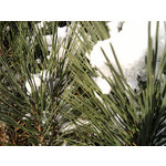 Zdjęcia użytkowników Samsung GT-S7330 Zdjęcia użytkowników Samsung GT-S7330