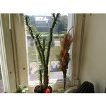 Zdjęcia użytkowników Samsung GT-S7560 Zdjęcia użytkowników Samsung GT-S7560