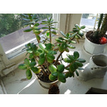 Zdjęcia użytkowników Samsung GT-S7560 Zdjęcia użytkowników Samsung GT-S7560