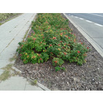 Zdjęcia użytkowników Samsung GT-S7560 Zdjęcia użytkowników Samsung GT-S7560