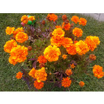 Zdjęcia użytkowników Samsung GT-S8600 Wave 3