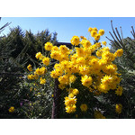 Zdjęcia użytkowników Samsung GT-S8600 Wave 3