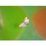 Zdjęcia użytkowników Samsung i8510 INNOV8