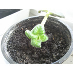 ZDJĘCIA Z TEGO TELEFONU