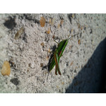 ZDJĘCIA Z TEGO TELEFONU