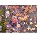 Zdjęcia użytkowników Samsung SGH-D900i Zdjęcia użytkowników Samsung SGH-D900i