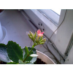 Zdjęcia użytkowników Samsung SGH-D900i Zdjęcia użytkowników Samsung SGH-D900i