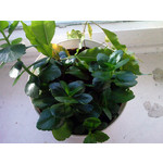 Zdjęcia użytkowników Samsung SGH-D900i Zdjęcia użytkowników Samsung SGH-D900i