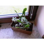 Zdjęcia użytkowników Samsung SGH-D900i Zdjęcia użytkowników Samsung SGH-D900i