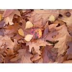 Zdjęcia użytkowników Samsung SGH-D900i Zdjęcia użytkowników Samsung SGH-D900i