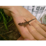 Zdjęcia użytkowników Samsung SGH-D900i Zdjęcia użytkowników Samsung SGH-D900i