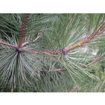 Zdjęcia użytkowników Samsung SGH-D900i Zdjęcia użytkowników Samsung SGH-D900i