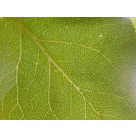 Zdjęcia użytkowników Samsung SGH-D900i Zdjęcia użytkowników Samsung SGH-D900i