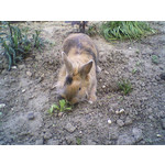 Zdjęcia użytkowników Samsung SGH-E250