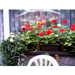 Zdjęcia użytkowników Samsung SGH-E250