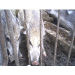 Zdjęcia użytkowników Samsung SGH-E250