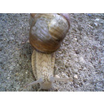 Zdjęcia użytkowników Samsung SGH-E250