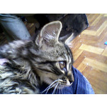 Zdjęcia użytkowników Samsung SGH-E250