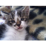 Zdjęcia użytkowników Samsung SGH-E250