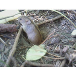 Zdjęcia użytkowników Samsung SGH-U900 Soul