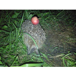 Zdjęcia użytkowników Samsung SGH-U900 Soul